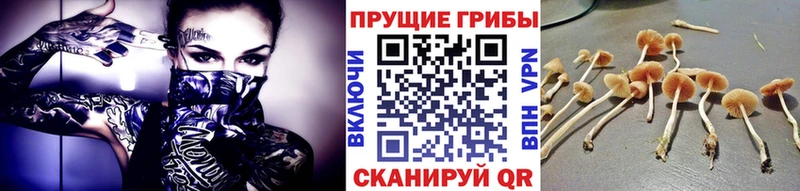 Галлюциногенные грибы Psilocybine cubensis наркота Калачинск